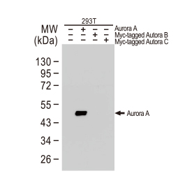 Aurora A antibody